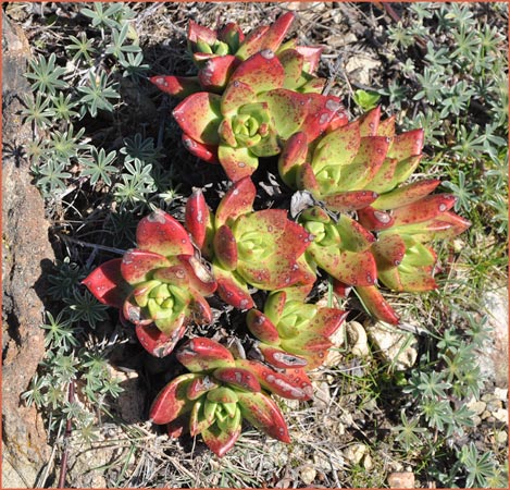 Dudleya farinosa, Powdery Dudleya