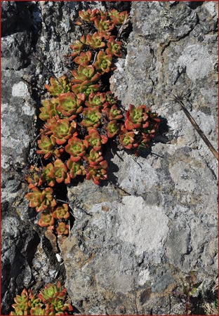 Dudleya farinosa, Powdery Dudleya