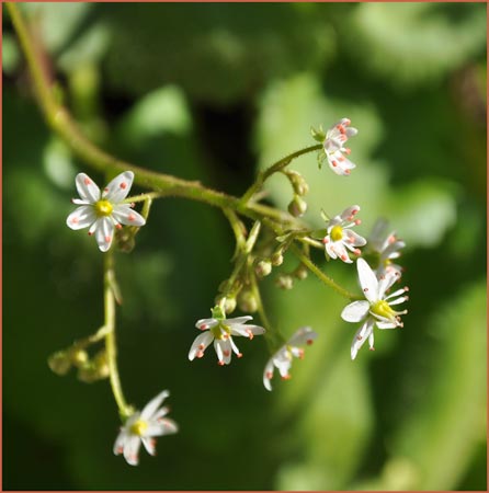 Wood Saxifrage, Saxifraga mertensiana