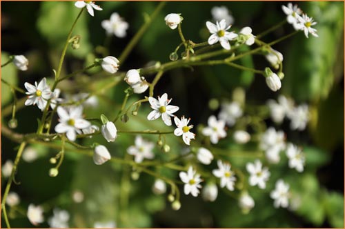 Wood Saxifrage, Saxifraga mertensiana