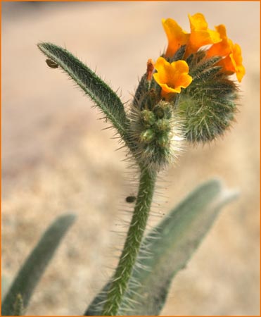 Amsinckia menziesii var intermedia, Common Fiddleneck