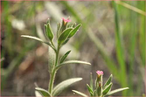 Slender Phlox, Lotus scoparius