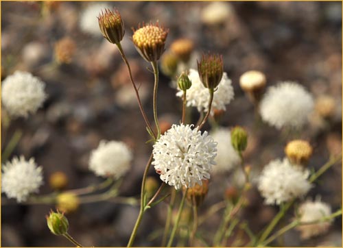 Chaenactis xantiana, Mojave Pincushion