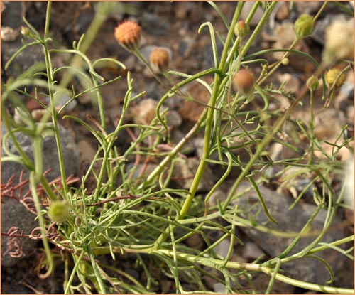 Chaenactis xantiana, Mojave Pincushion