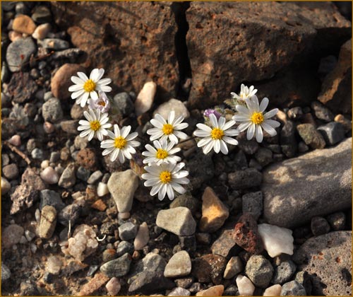 Mojave Desert Star, Monoptilon bellioides