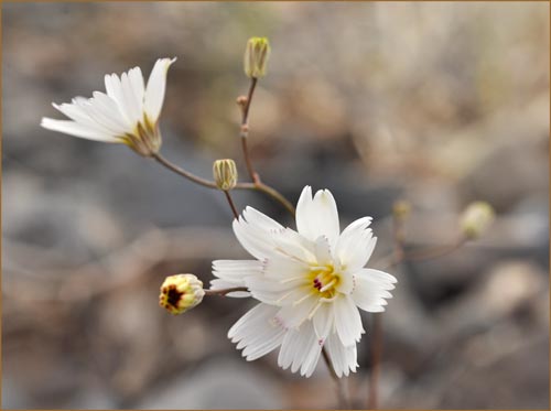 Gravelghost, Atrichoseris platyphylla