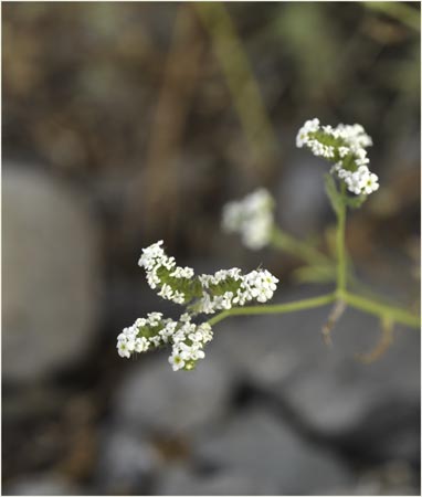 Cryptantha sp, Forget Me Not