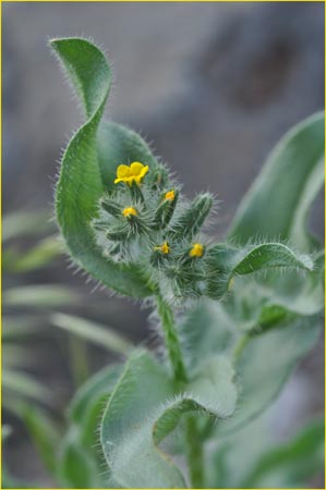 Amsinckia tessellata, Checker Fiddleneck