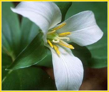 Western Trillium, Trillium ovatum