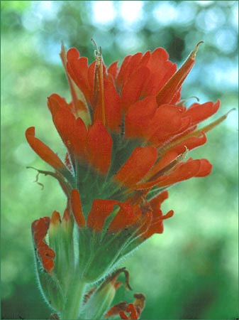 Castilleja sp, Indian Paintbrush