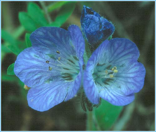 Polemonium sp, Polemonium