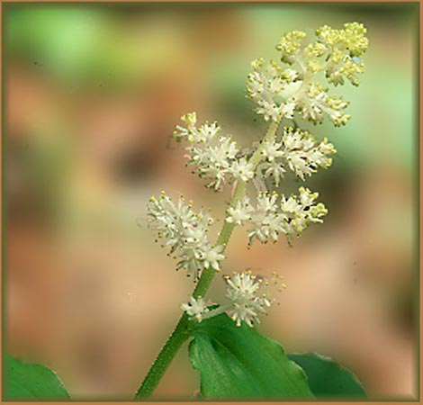 False Solomons Seal, Smilacina racemosa