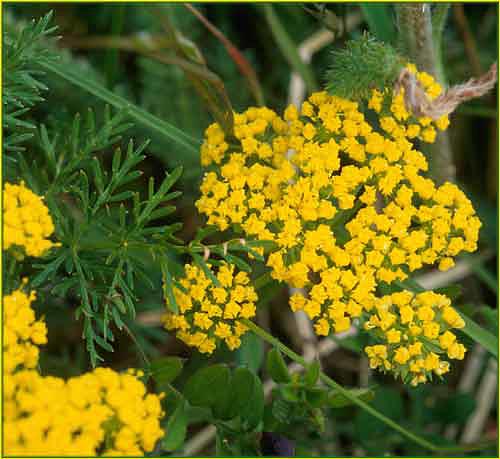 Spring Gold, Lomatium utriculatum