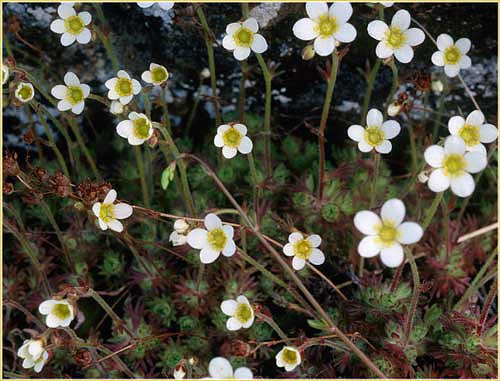 Tufted Saxifrage, Saxifraga cespitosa