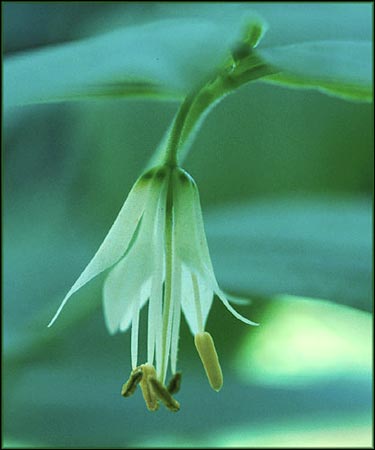 Streptopus amplexifolius, Clasping Twistedstalk