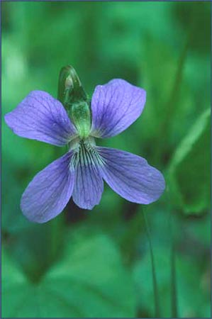 Viola selkirkii, Selkirks Violet