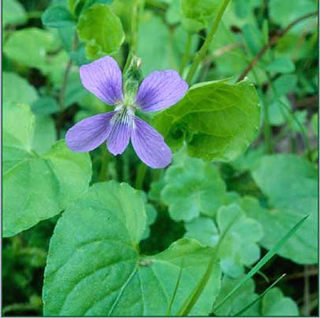 Selkirks Violet, Viola selkirkii