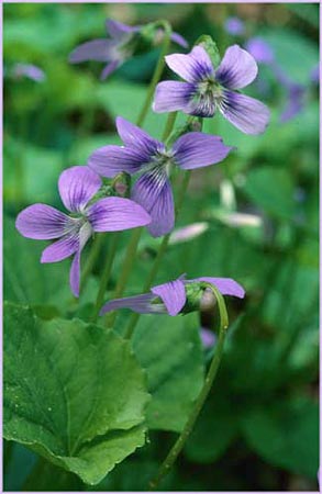 Viola selkirkii, Selkirks Violet