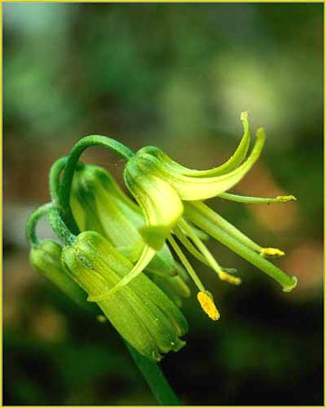 Lilium umbellatum, Wood Lily