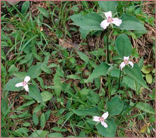 Painted Trillium, Trillium undulatum