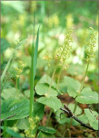 Listera sp, Twayblade