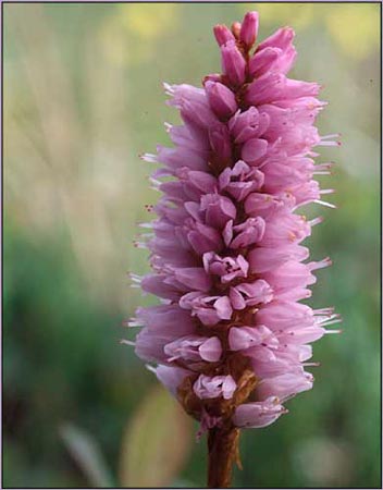 Polygonum bistorta, Pink Plumes