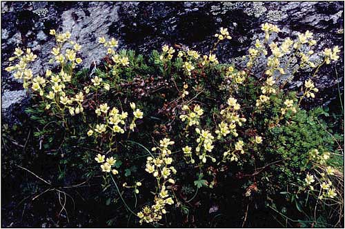 Yellow Spotted Saxifrage, Saxifraga gronchialis