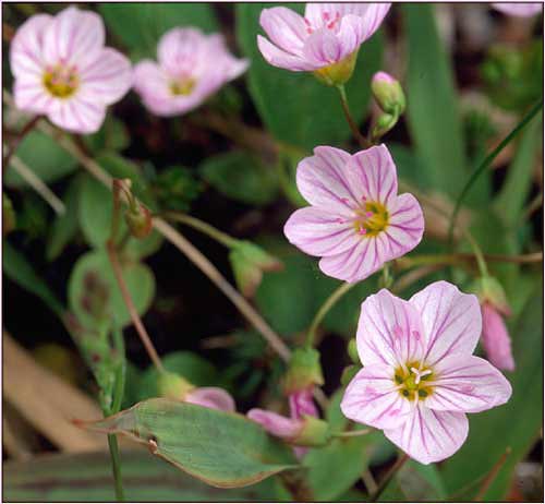 Alaska Spring Beauty, Claytonia sarmentosa