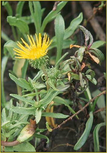 Grindelia stricta, Gumplant