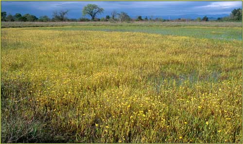 Vernal Pool