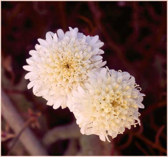 Fremonts Pincushion, Chaenactis fremontii