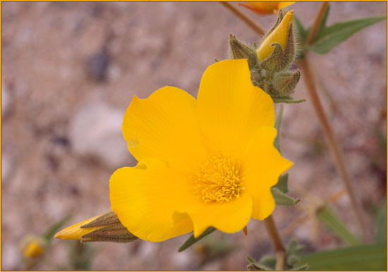 Eschscholzia glyptosperma, Desert Goldpoppy