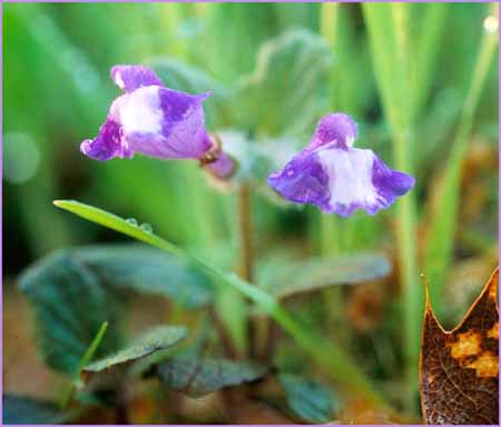 Dannys Skullcap, Scutellaria tuberosa