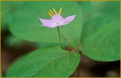 Western Starflower, Trientalis latifolia