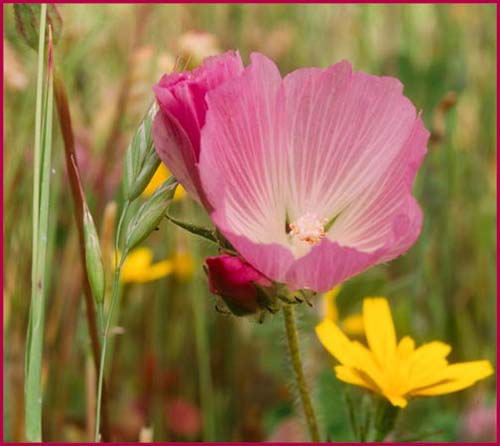 Hartwegs Sidalcea, Sidalcea hartwegii