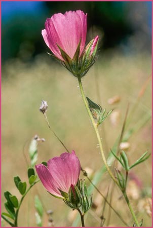 Sidalcea hartwegii, Hartwegs Sidalcea