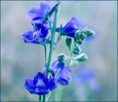 Delphinium hesperium, Western Larkspur