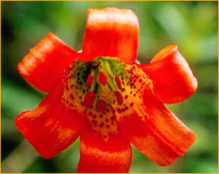 Lilium maritimum, Coast Lily