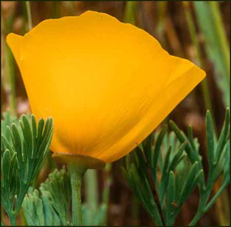 Eschscholzia californica, California Poppy