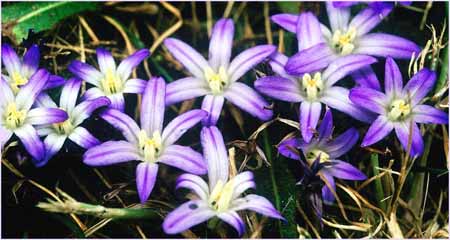 Brodiaea terrestris, Earth Brodiaea