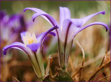 Brodiaea terrestris, Earth Brodiaea