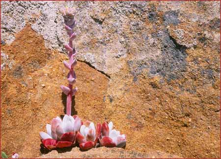 Dudleya farinosa, Powdery Dudleya