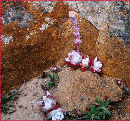 Dudleya farinosa, Powdery Dudleya