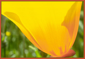 Eschscholzia californica, California Poppy