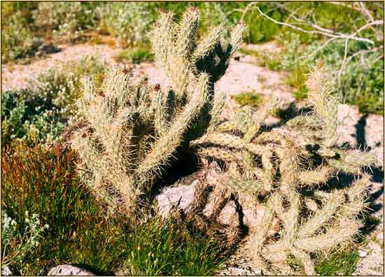 Buckhorn Cholla, Opuntia acanthocarpa