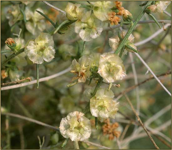 Cheesebush, Hymenoclea salsola