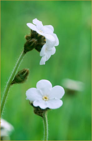 Plagiobothrys sp, Popcorn Flower