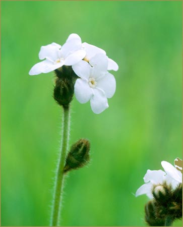 Plagiobothrys sp, Popcorn Flower