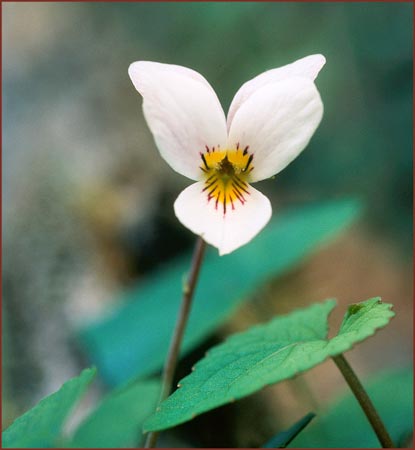 Two Eyed Violet, Viola ocellata