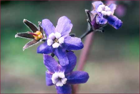 Cynoglossum grande, Hounds Tongue